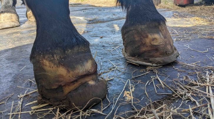 Case of severe laminitis